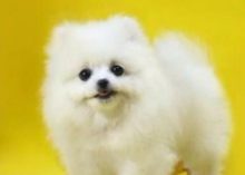 博美犬打疫苗注意事项