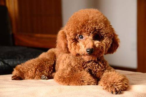 贵宾犬吐黄水是怎么回事