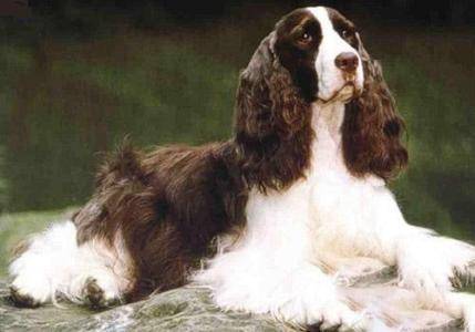 可卡和史宾格犬哪个好