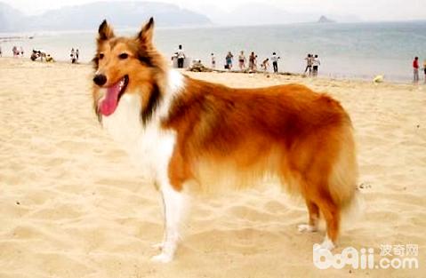 苏格兰牧羊犬吃什么