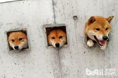 柴犬的智商高吗？是不是很聪明？
